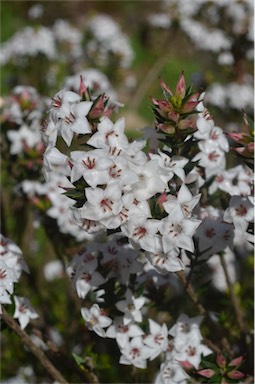 APII jpeg image of Epacris barbata  © contact APII