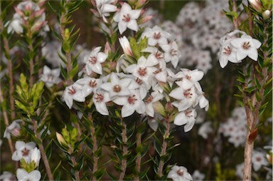 APII jpeg image of Epacris barbata  © contact APII