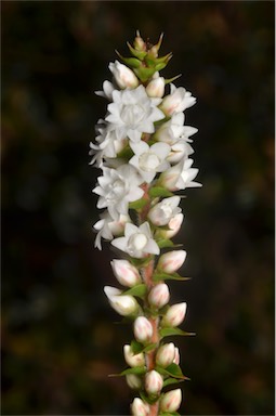 APII jpeg image of Epacris gunnii  © contact APII