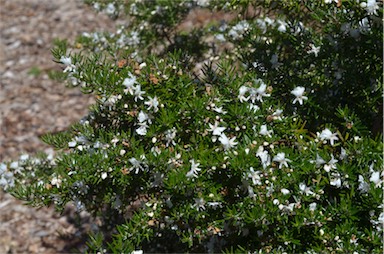 APII jpeg image of Westringia angustifolia  © contact APII