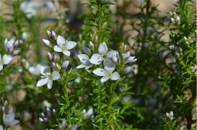 APII jpeg image of Veronica formosa  © contact APII