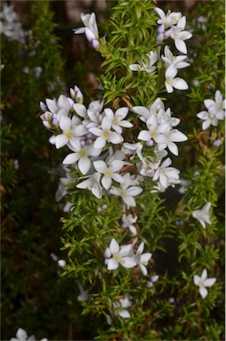 APII jpeg image of Veronica formosa  © contact APII