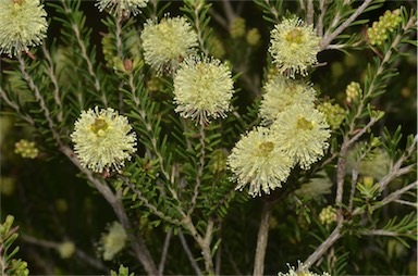 APII jpeg image of Melaleuca pustulata  © contact APII