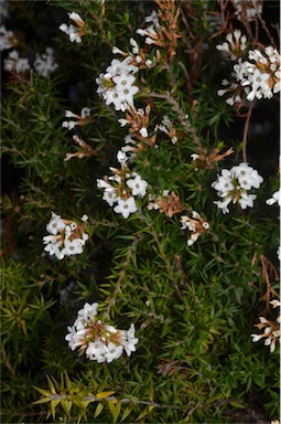 APII jpeg image of Epacris lanuginosa  © contact APII