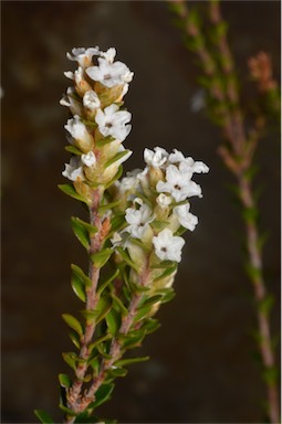 APII jpeg image of Epacris curtisiae  © contact APII