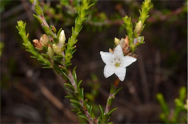 APII jpeg image of Epacris petrophila  © contact APII