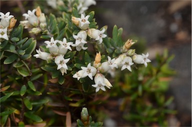 APII jpeg image of Acrothamnus montanus  © contact APII