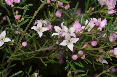 APII jpeg image of Boronia hippopala  © contact APII