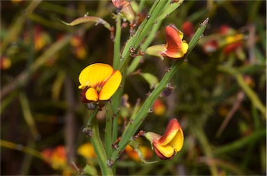 APII jpeg image of Bossiaea riparia  © contact APII