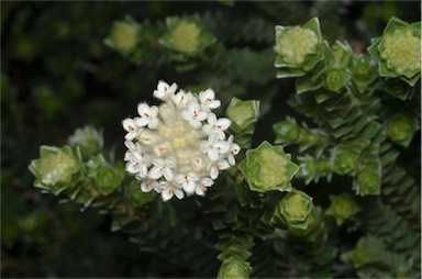 APII jpeg image of Pimelea sp. nov. Schouten Island  © contact APII