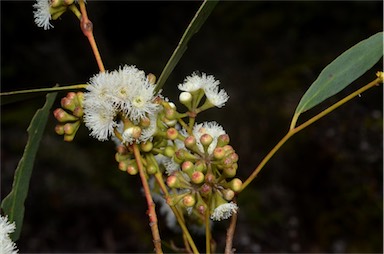 APII jpeg image of Eucalyptus amygdalina  © contact APII