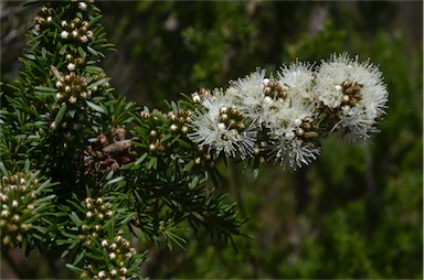 APII jpeg image of Kunzea ambigua  © contact APII