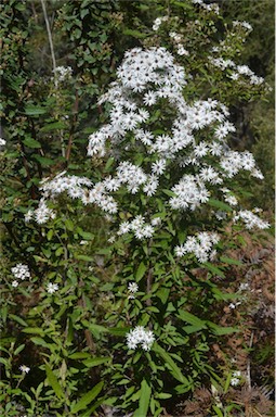 APII jpeg image of Olearia phlogopappa subsp. phlogopappa  © contact APII