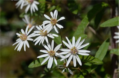 APII jpeg image of Olearia phlogopappa subsp. phlogopappa  © contact APII