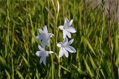 APII jpeg image of Watsonia versfeldii  © contact APII