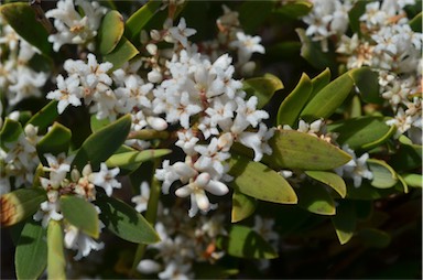 APII jpeg image of Leucopogon parviflorus  © contact APII