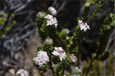 APII jpeg image of Pimelea sericea  © contact APII