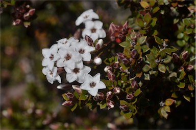 APII jpeg image of Epacris serpyllifolia  © contact APII