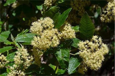 APII jpeg image of Pomaderris elliptica var. elliptica  © contact APII