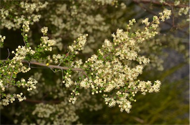 APII jpeg image of Pomaderris elachophylla  © contact APII