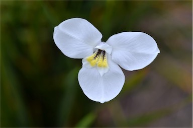 APII jpeg image of Diplarrena moraea  © contact APII