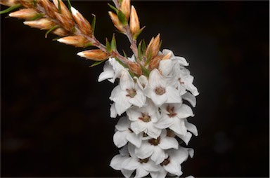 APII jpeg image of Epacris lanuginosa  © contact APII