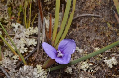 APII jpeg image of Patersonia fragilis  © contact APII