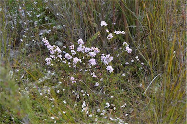 APII jpeg image of Boronia pilosa subsp. pilosa  © contact APII