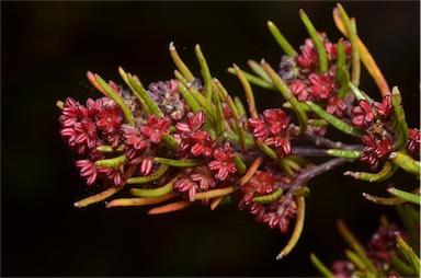 APII jpeg image of Dodonaea filiformis  © contact APII