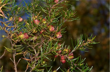 APII jpeg image of Dodonaea filiformis  © contact APII