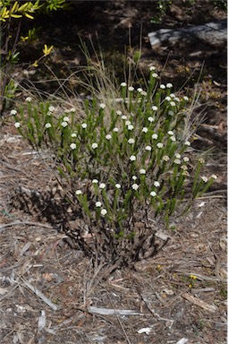 APII jpeg image of Ozothamnus lycopodioides  © contact APII