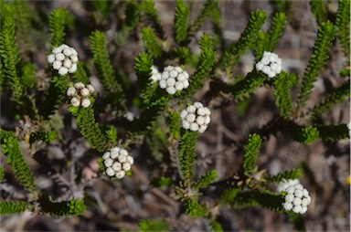 APII jpeg image of Ozothamnus lycopodioides  © contact APII