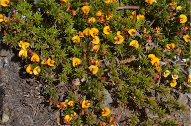 APII jpeg image of Pultenaea pedunculata  © contact APII