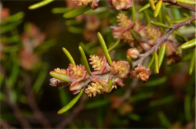 APII jpeg image of Bertya tasmanica subsp. tasmanica  © contact APII