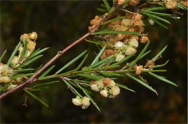 APII jpeg image of Acacia axillaris  © contact APII