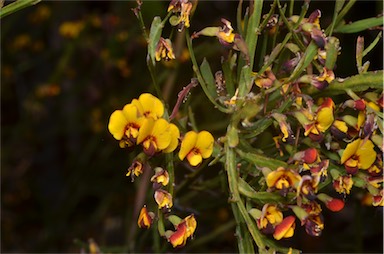 APII jpeg image of Bossiaea riparia  © contact APII