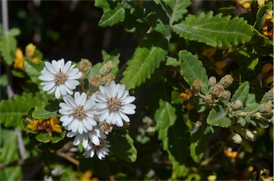 APII jpeg image of Olearia stellulata  © contact APII