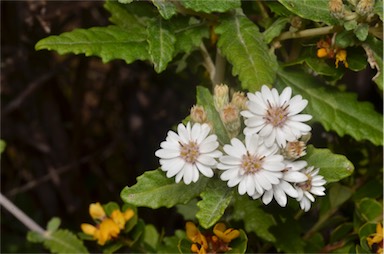 APII jpeg image of Olearia stellulata  © contact APII