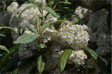 APII jpeg image of Olearia lirata  © contact APII