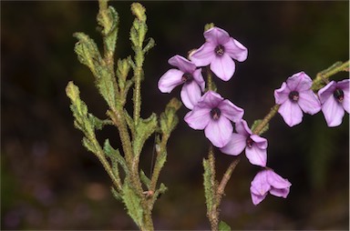 APII jpeg image of Tetratheca labillardierei  © contact APII