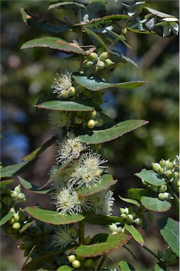 APII jpeg image of Eucalyptus crenulata  © contact APII