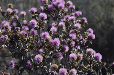 APII jpeg image of Melaleuca squamea  © contact APII