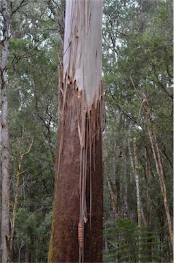 APII jpeg image of Eucalyptus regnans  © contact APII