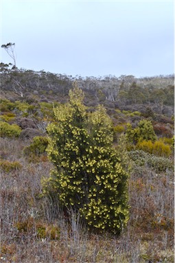 APII jpeg image of Hakea epiglottis  © contact APII