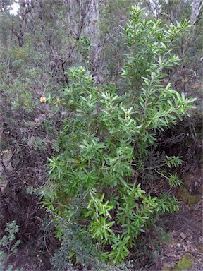 APII jpeg image of Cenarrhenes nitida  © contact APII