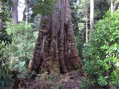 APII jpeg image of Eucalyptus obliqua  © contact APII