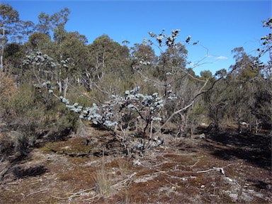 APII jpeg image of Eucalyptus perriniana  © contact APII