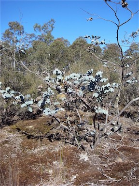 APII jpeg image of Eucalyptus perriniana  © contact APII