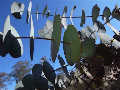 APII jpeg image of Eucalyptus perriniana  © contact APII