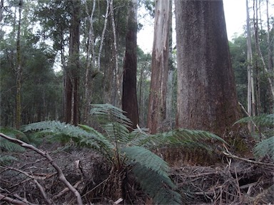 APII jpeg image of Eucalyptus regnans  © contact APII